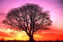 Picture of tree and a beautiful sunset
